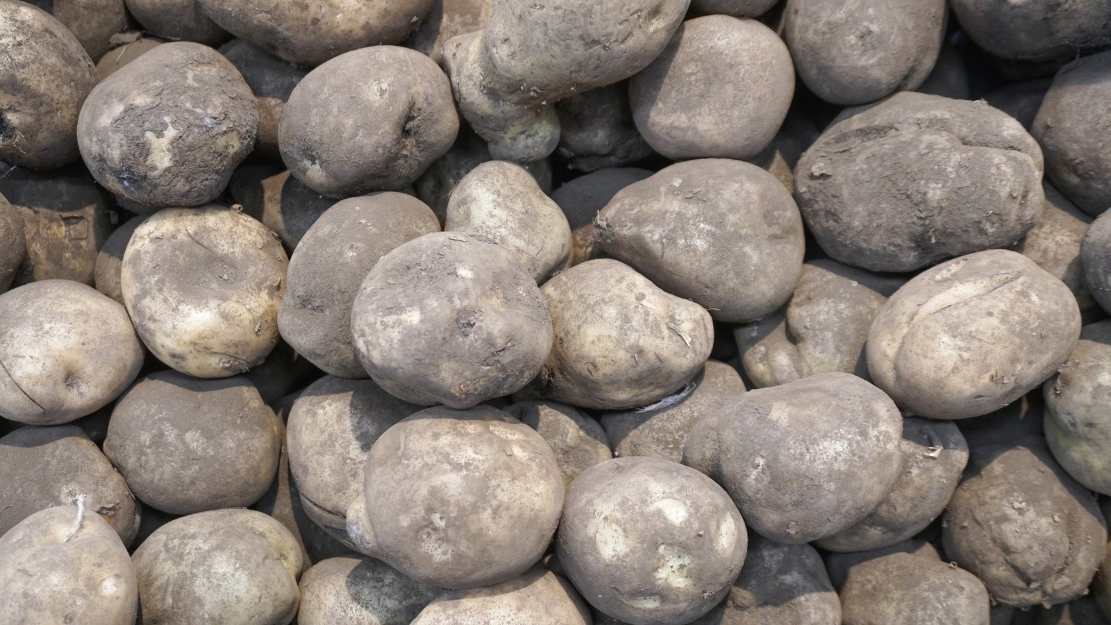 A group of Irish Cobbler potatoes, boasting gray, dusty skin, lies nestled together. Their earthy hues blend seamlessly, hinting at the rich flavors and hearty textures awaiting culinary exploration.