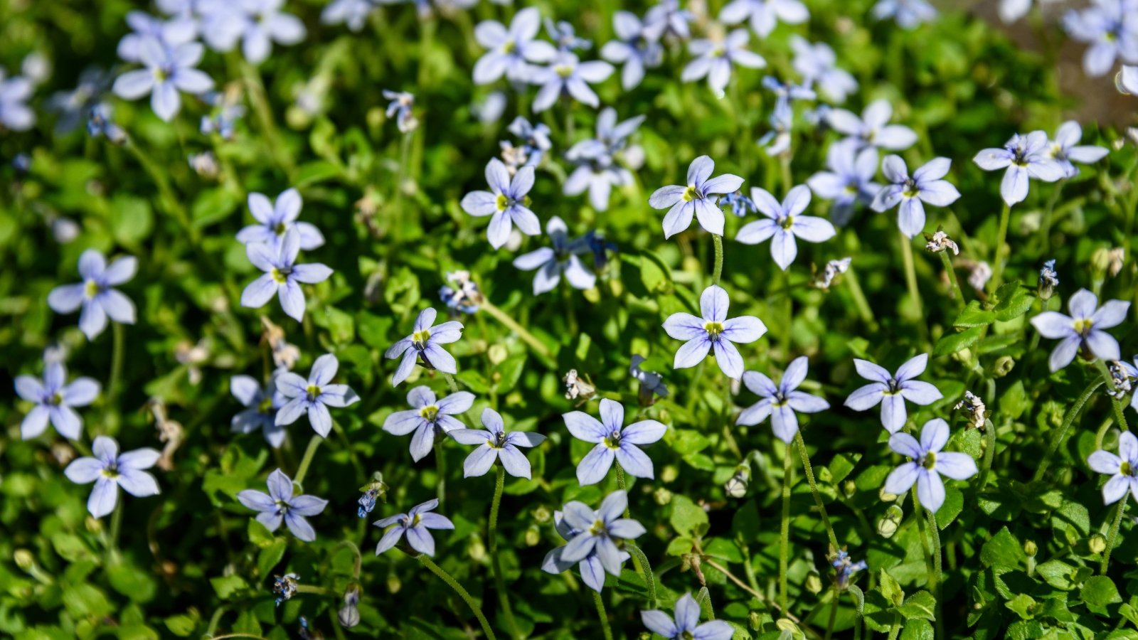 Spreading mat of tiny green leaves with wiry stems topped by star-shaped, soft blue flowers with five delicate petals.
