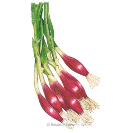 Italian Red of Florence Bunching Scallion Onion Seeds