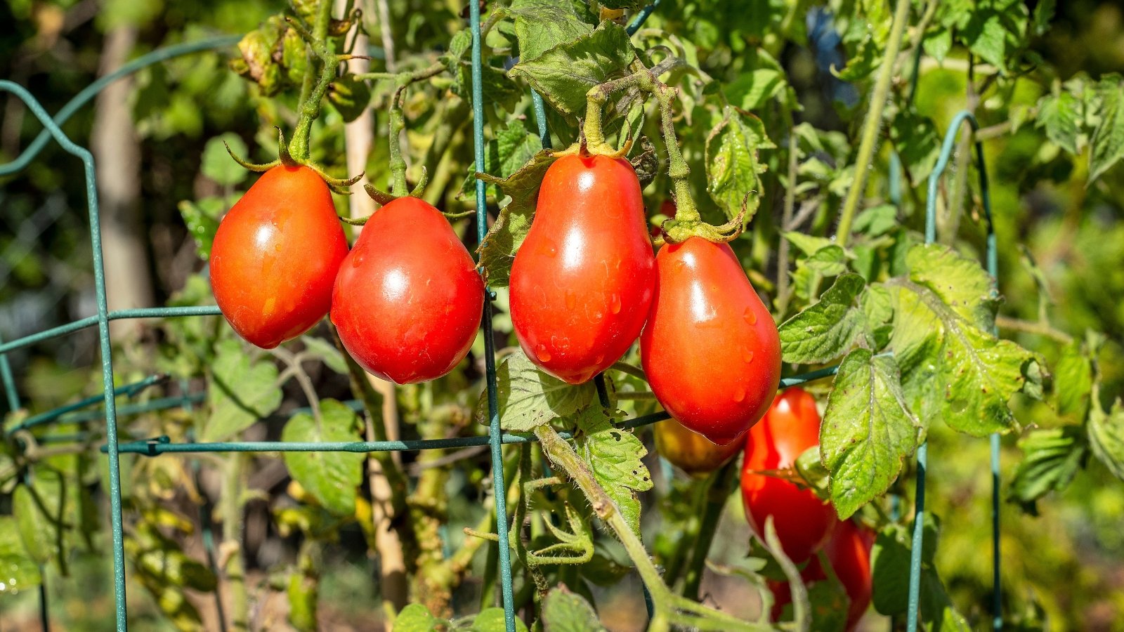 Low-growing bush with dense foliage and firm, oblong red tomatoes ripening along short stems.
