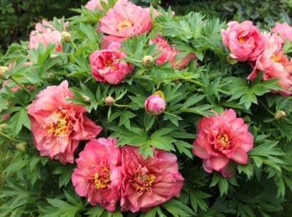 Close-up of blooming itoh peonies featuring large, multi-petaled blooms in delicate pink-peach shades, surrounded by glossy, deeply divided dark green leaves.