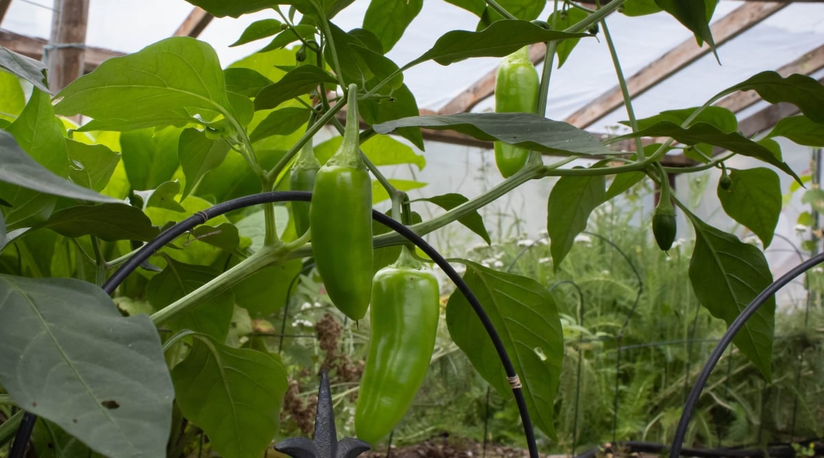 Close-up of a few green firm and slightly elongated peppers growing along vines in a greenhouse. Black support hoops are seen among the vines.