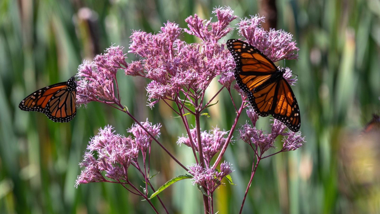 Pretty monarch butterflies attracted by the beautiful flowers of a joe pye weed, with dome-shaped clusters of tiny, pinkish-purple flowers, atop tall, sturdy stems.