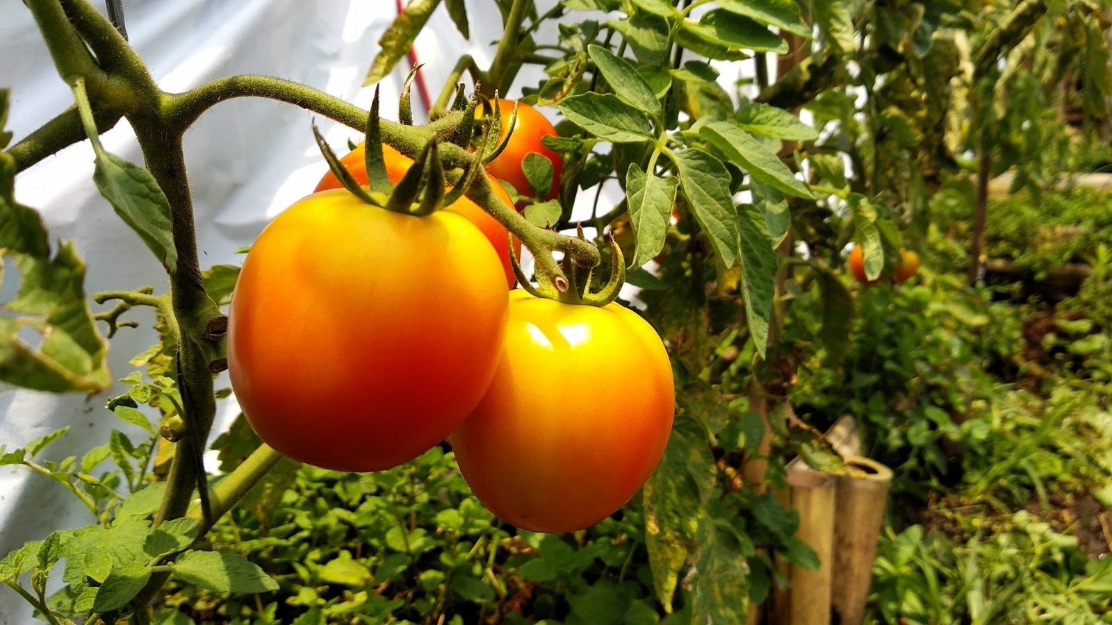 Vibrant ‘Golden Jubilee’ tomatoes, glowing with shades of orange, arranged against a backdrop of lush green leaves.