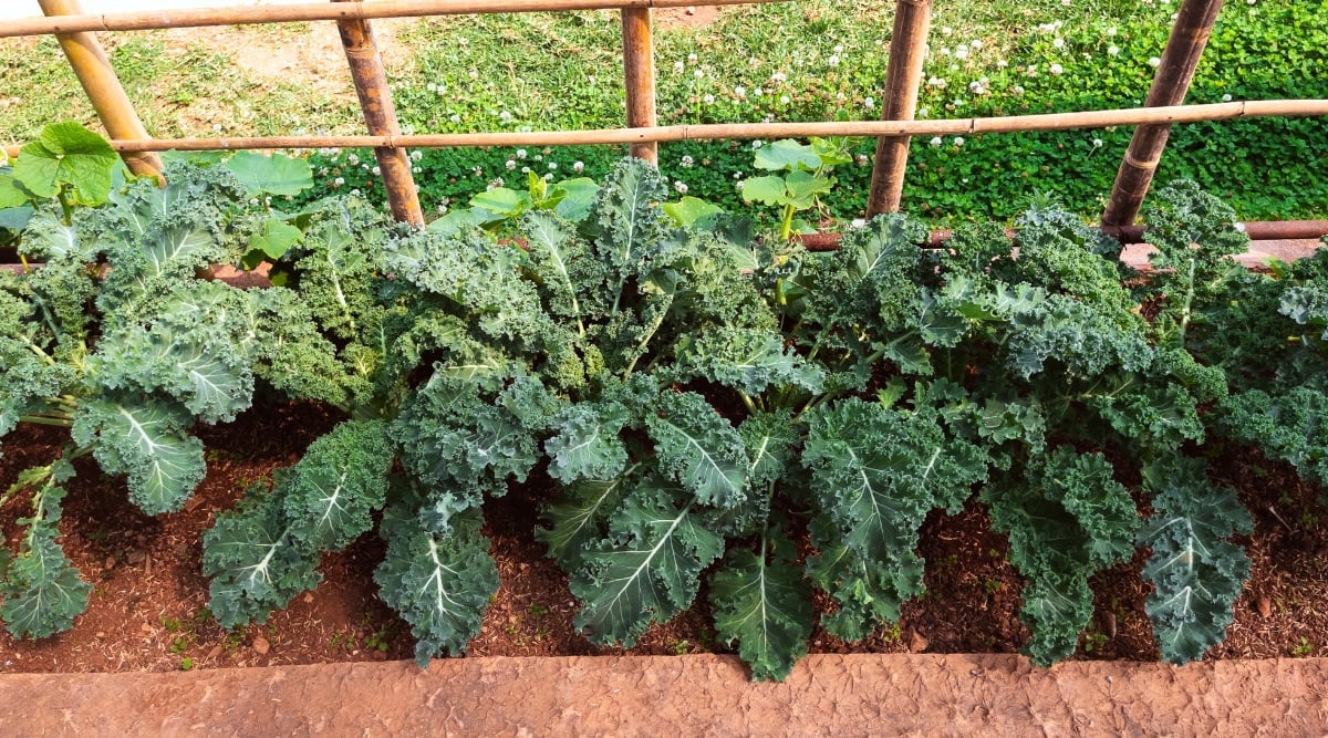 Row of dark green leafy vegetables grows in a row along a bamboo fence. The leaves are extremely frilly or curled with white veins down the center of each leaf.