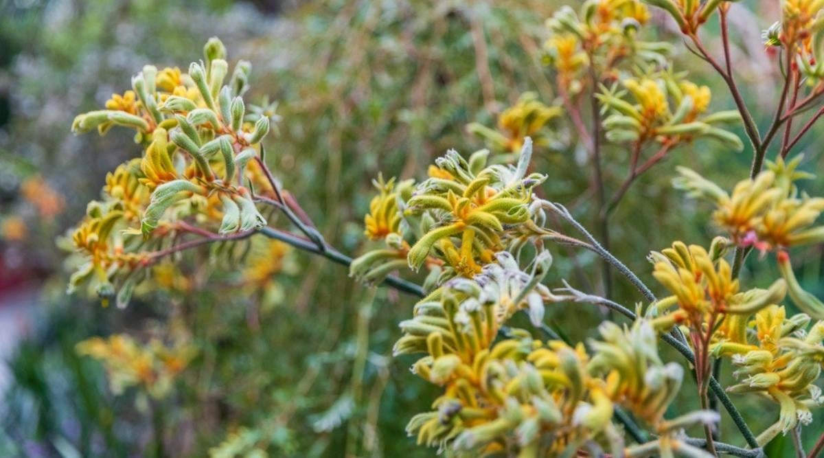 Kangaroo Paw