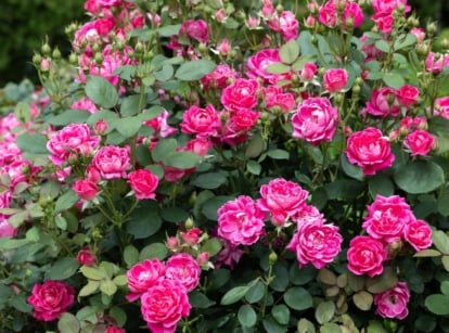 Bright pink Rosa shrubs covered in dense clusters of flowers with lush dark green leaves.