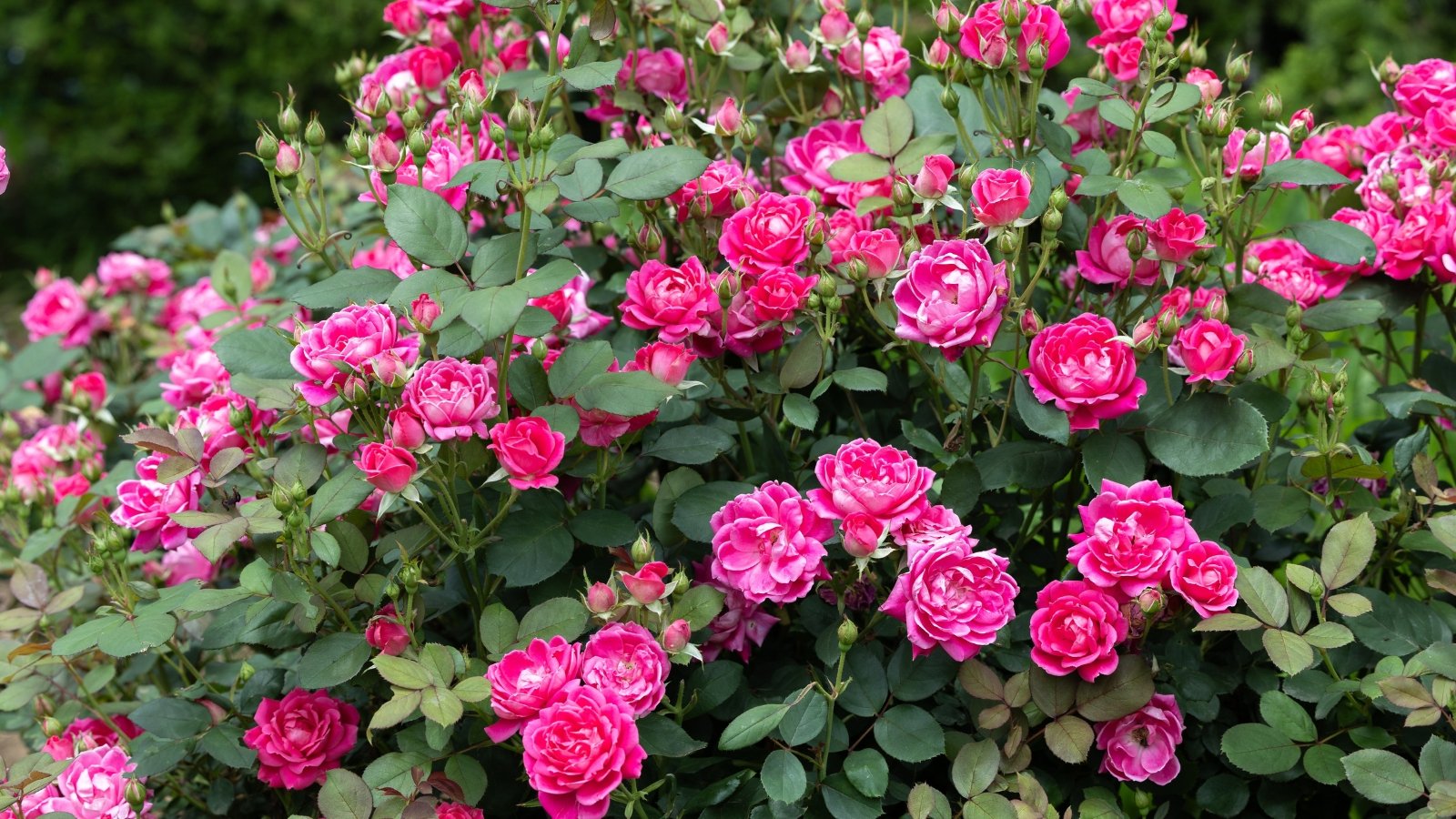 Bright pink Rosa shrubs covered in dense clusters of flowers with lush dark green leaves.