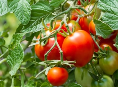 Before growing tomatoes, know that the tomato plant features robust, dark green, serrated leaves and vibrant red, plump fruits that hang in clusters.