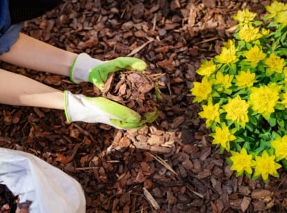Knowing how to spread mulch, using hands covered in gloves placing the material near a bush with yellow flowers