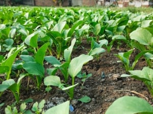 A patch of small, smooth-leaved plants with rounded, slightly elongated leaves growing in dark soil, surrounded by healthy greenery from nearby plants.