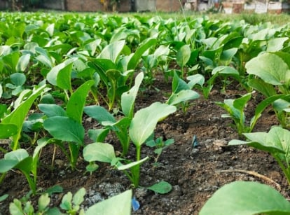 A patch of small, smooth-leaved plants with rounded, slightly elongated leaves growing in dark soil, surrounded by healthy greenery from nearby plants.