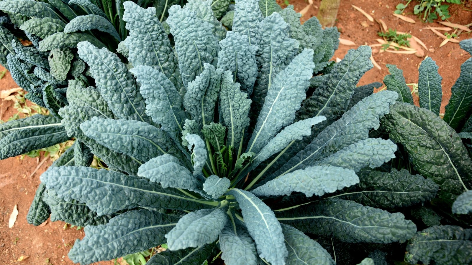 Tall, dark green leaves with unique, deeply wrinkled surfaces form a rosette, standing out in a garden.
