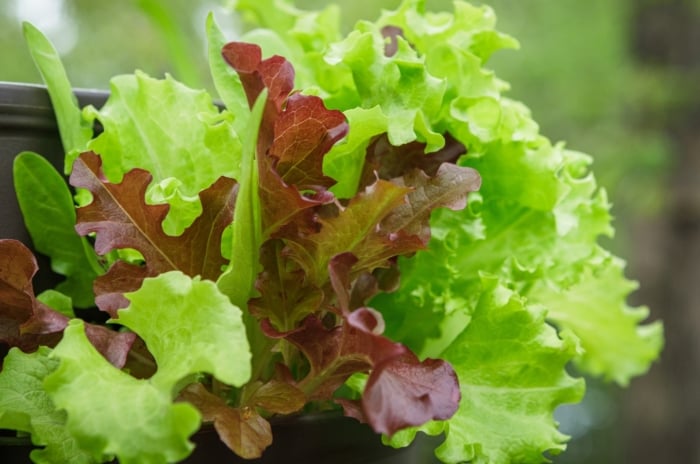 Close-up of Lactuca sativa showing bright green, frilly leaves with tinges of deep red along the edges.