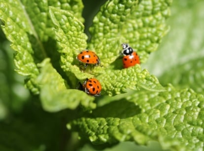 Closeup of three lady bugs in a bright red color with black spots, roaming around plant leaves.