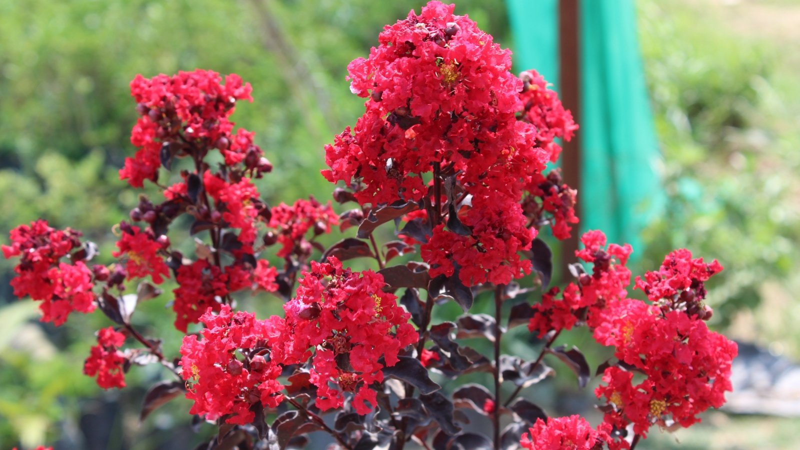 Dark, glossy leaves with deep burgundy tones form a striking contrast against vibrant clusters of bright red flowers.

