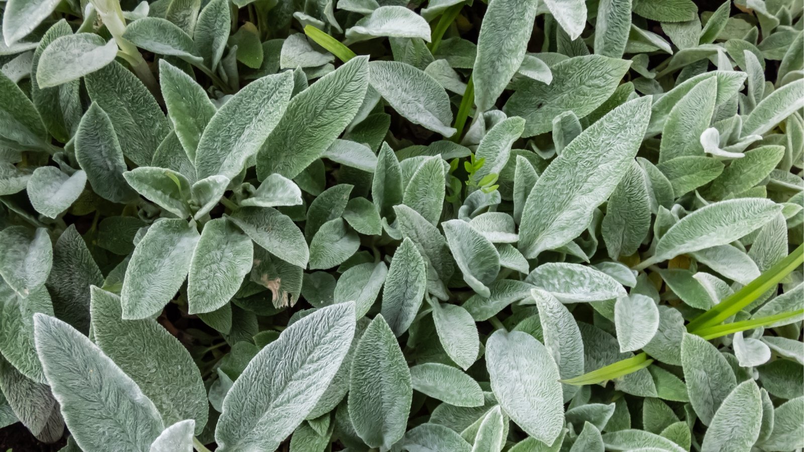 Lush and velvety, lamb's ear leaves fill the frame in this close-up. Their silvery-green surface shimmers with a powdery texture, created by a dense layer of soft, downy hairs. Long, pointed leaves with gently ruffled edges evoke the soft touch of a real lamb.