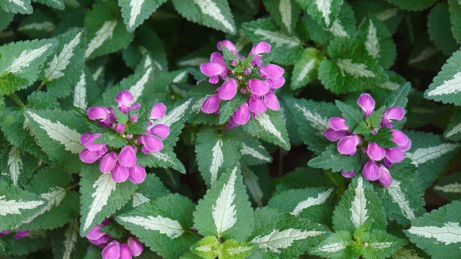 Small, heart-shaped leaves with silver centers and green edges are densely packed together, showing a soft texture and intricate pattern.