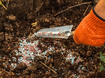 Close-up of a gardener's hand in an orange glove pouring langeinite fertilizer into brown soil using a garden trowel.