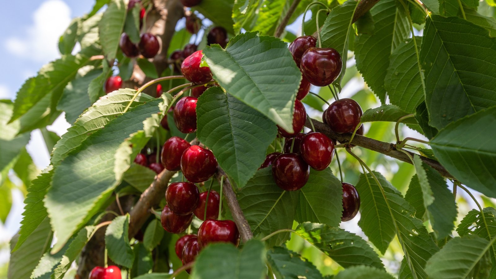 Large, deep red cherries with a smooth, shiny surface dangle in abundant clusters among broad, green leaves.
