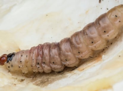 Close-up of a large, pinkish-brown Iris germanica larva with ridged segments and a dark head.