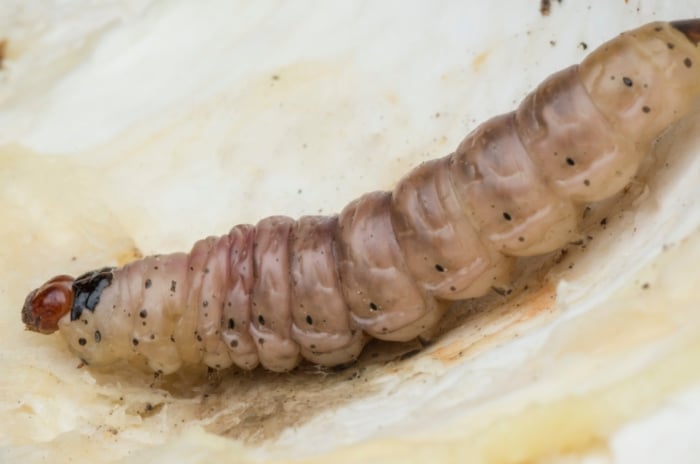 Close-up of a large, pinkish-brown Iris germanica larva with ridged segments and a dark head.