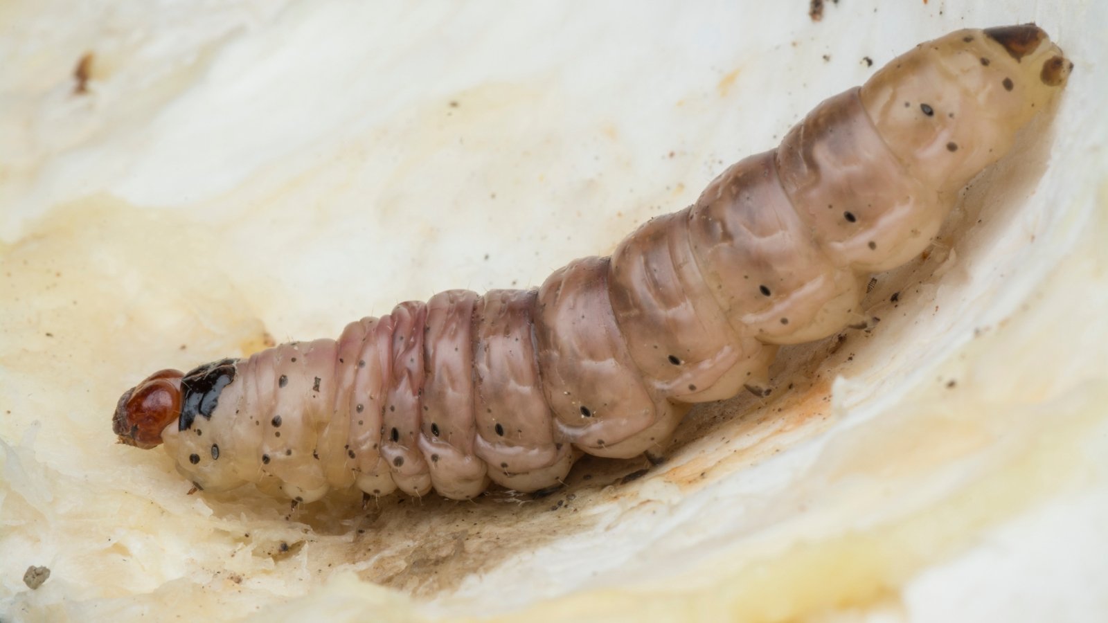 Close-up of a large, pinkish-brown Iris germanica larva with ridged segments and a dark head.