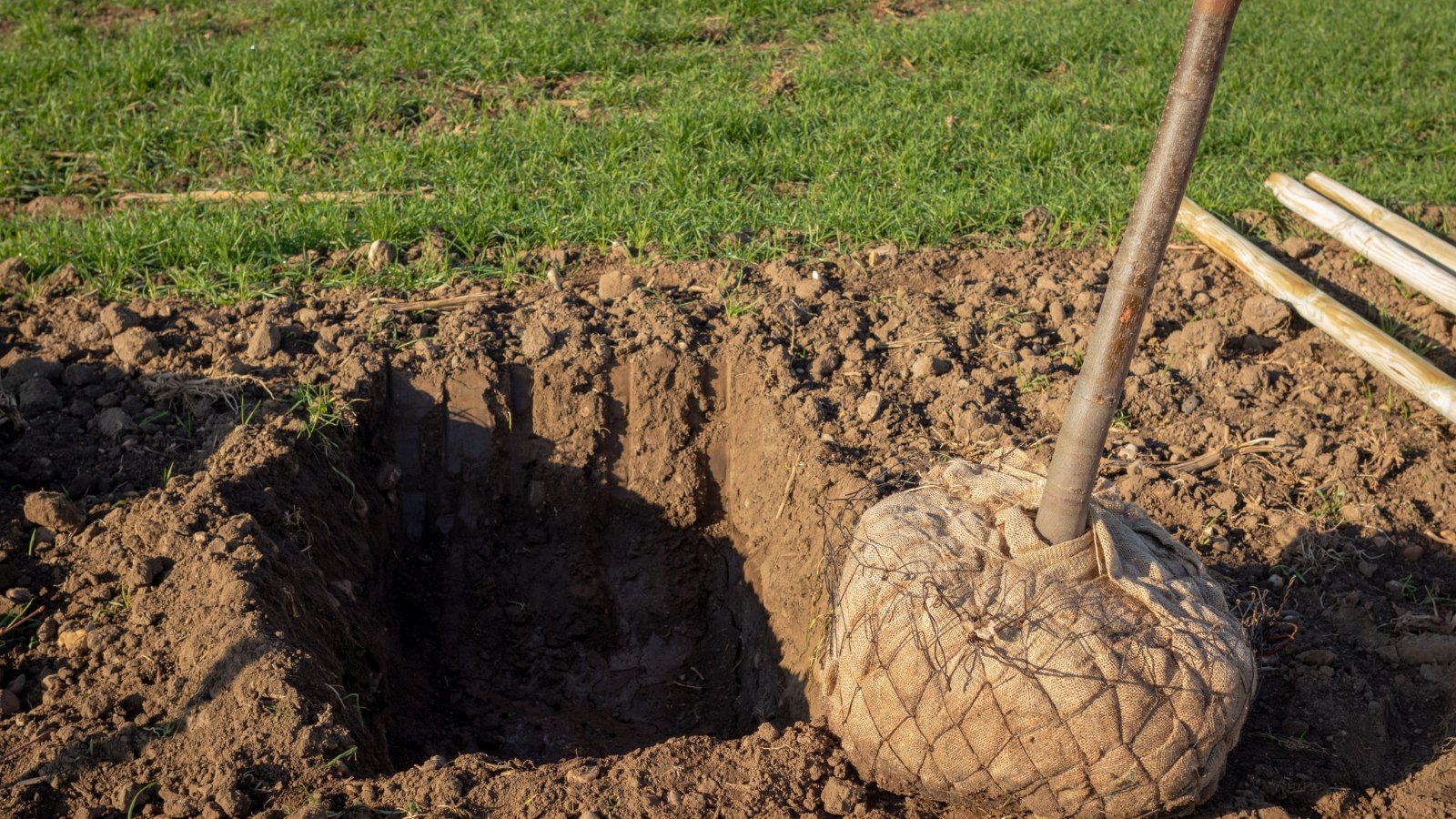 A plant with a burlap-wrapped root ball rests in a deep hole, ready for planting.