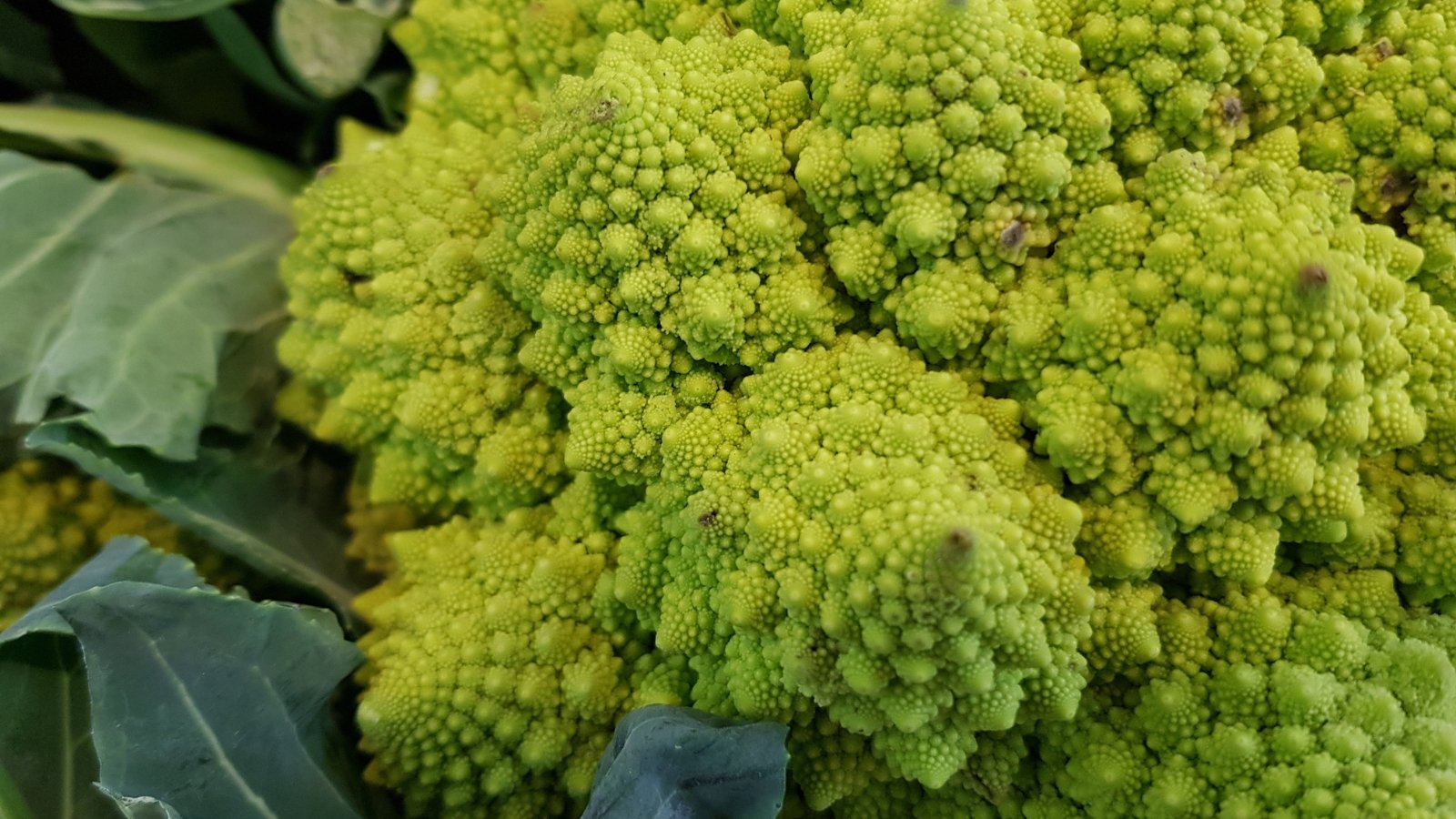 A fully grown green vegetable with a dense formation of spiral florets and surrounding textured leaves.