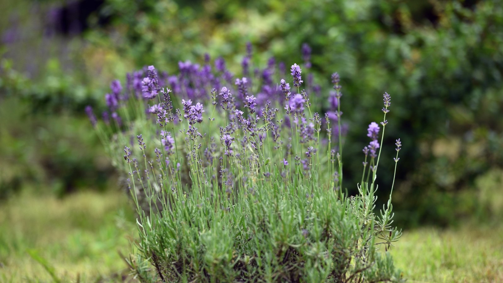 Close-up of blue lavender heads in full bloom, with tall, slender stems swaying against a soft-focus background.