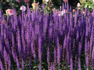 A close-up reveals the delicate beauty of Munstead lavenders, showcasing their vibrant purple petals. Against a blurred backdrop of lush greenery, these flowers stand out, their intricate details inviting closer inspection in the serene garden setting.