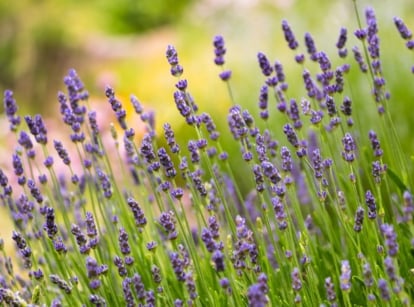 A cluster of Lavandula angustifolia with slender green stems and purple flower spikes in full bloom.