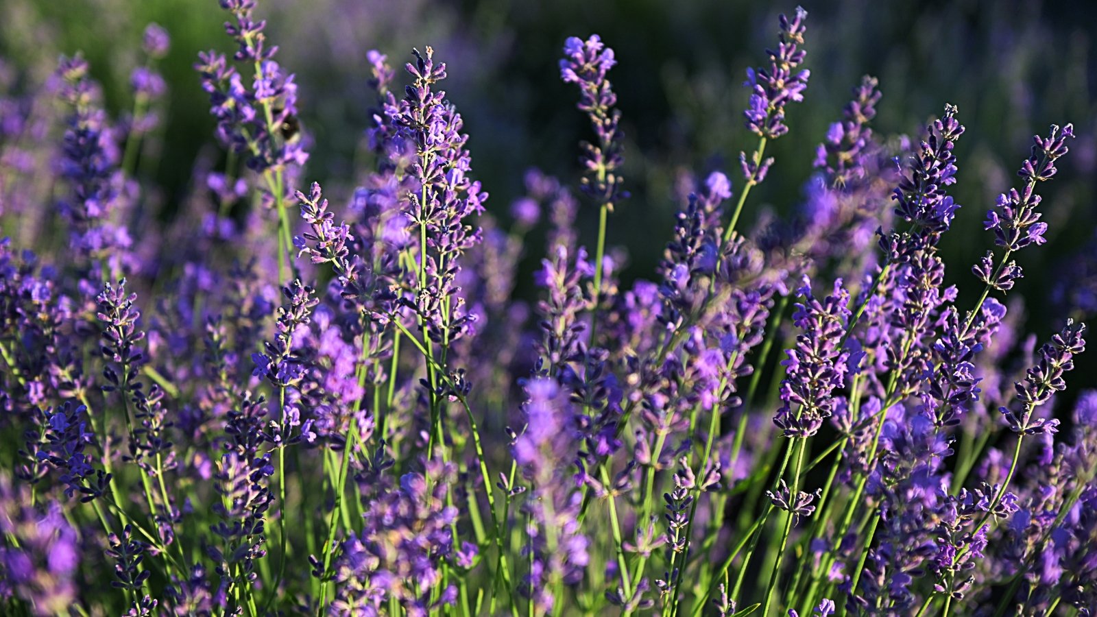 Spikes of purple flowers rise above silvery-green foliage, with narrow, elongated leaves and woody stems.

