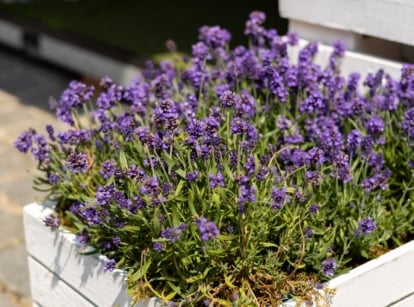 Pretty lavender flowers growing in a wooden box outside of a house.