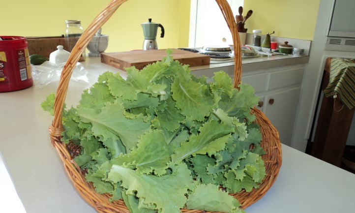 Leaf lettuce harvest