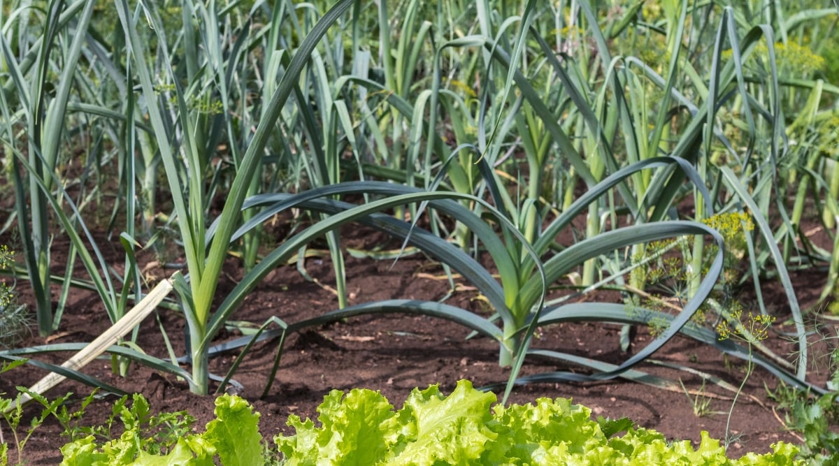 Several leeks growing in a garden on a sunny day. The leaves on each plant are so long they droop on the ends toward the ground.