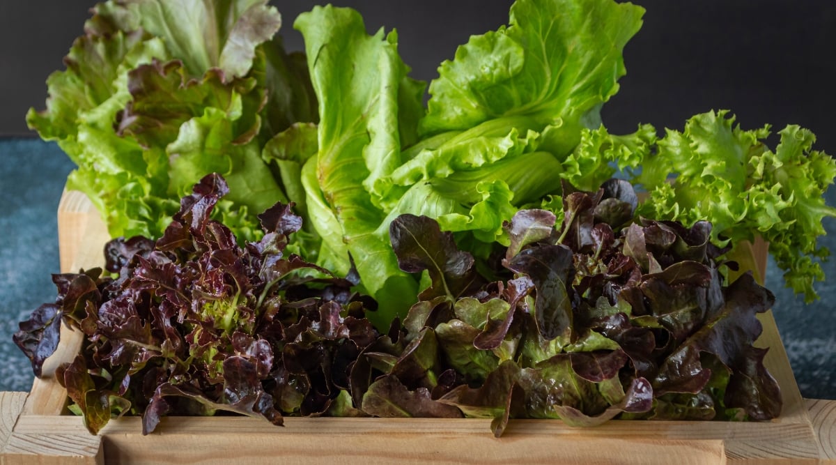 Close up of a small box garden with several different varieties of leafy green vegetables. The leaves in the front are dark red to purple in color with ruffled edges. The others are bright green in color and have various textures from very freely to slightly ruffled.