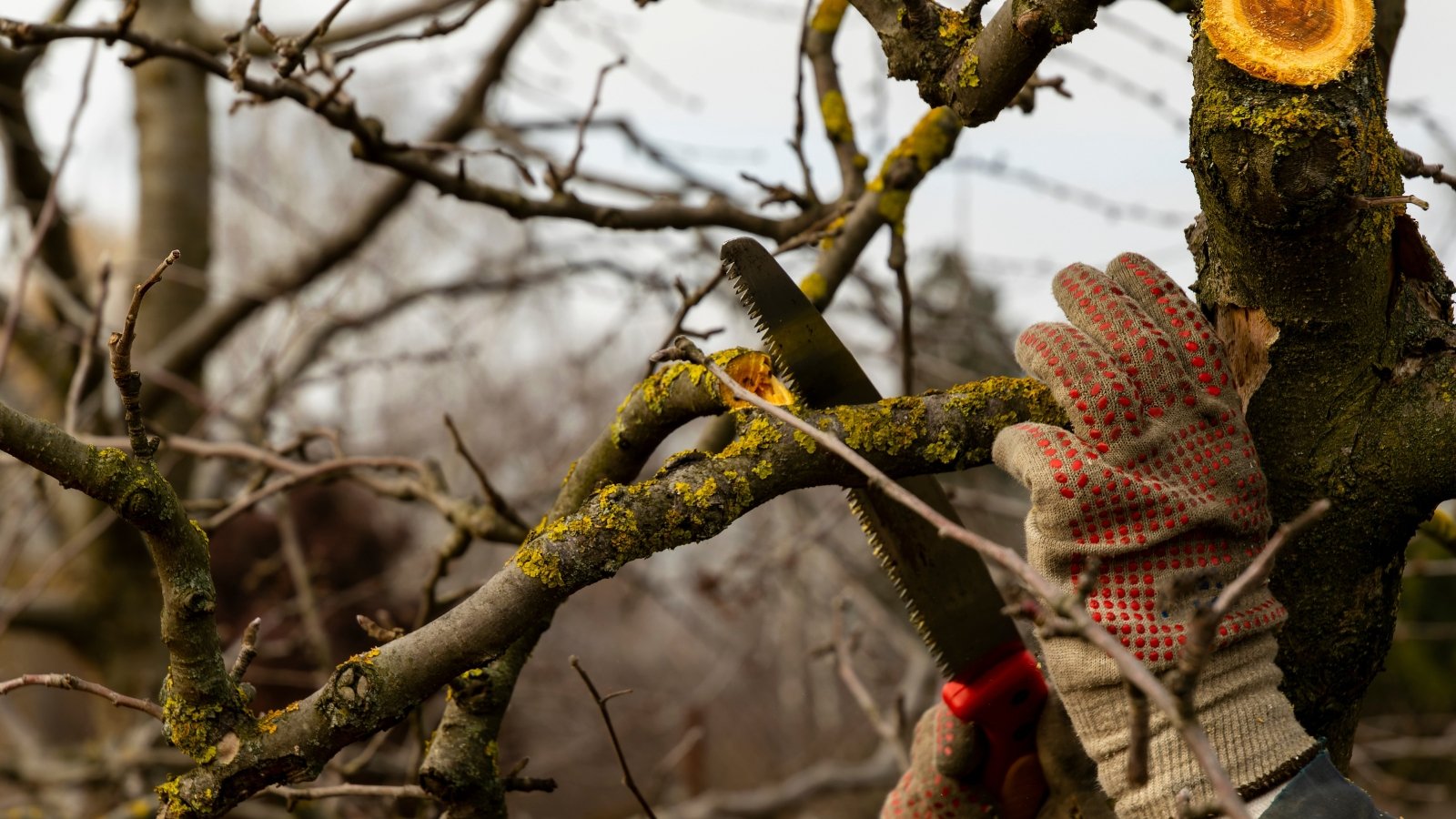 A gloved hand holding pruning shears, cutting a lichen-covered branch with rough, peeling bark.