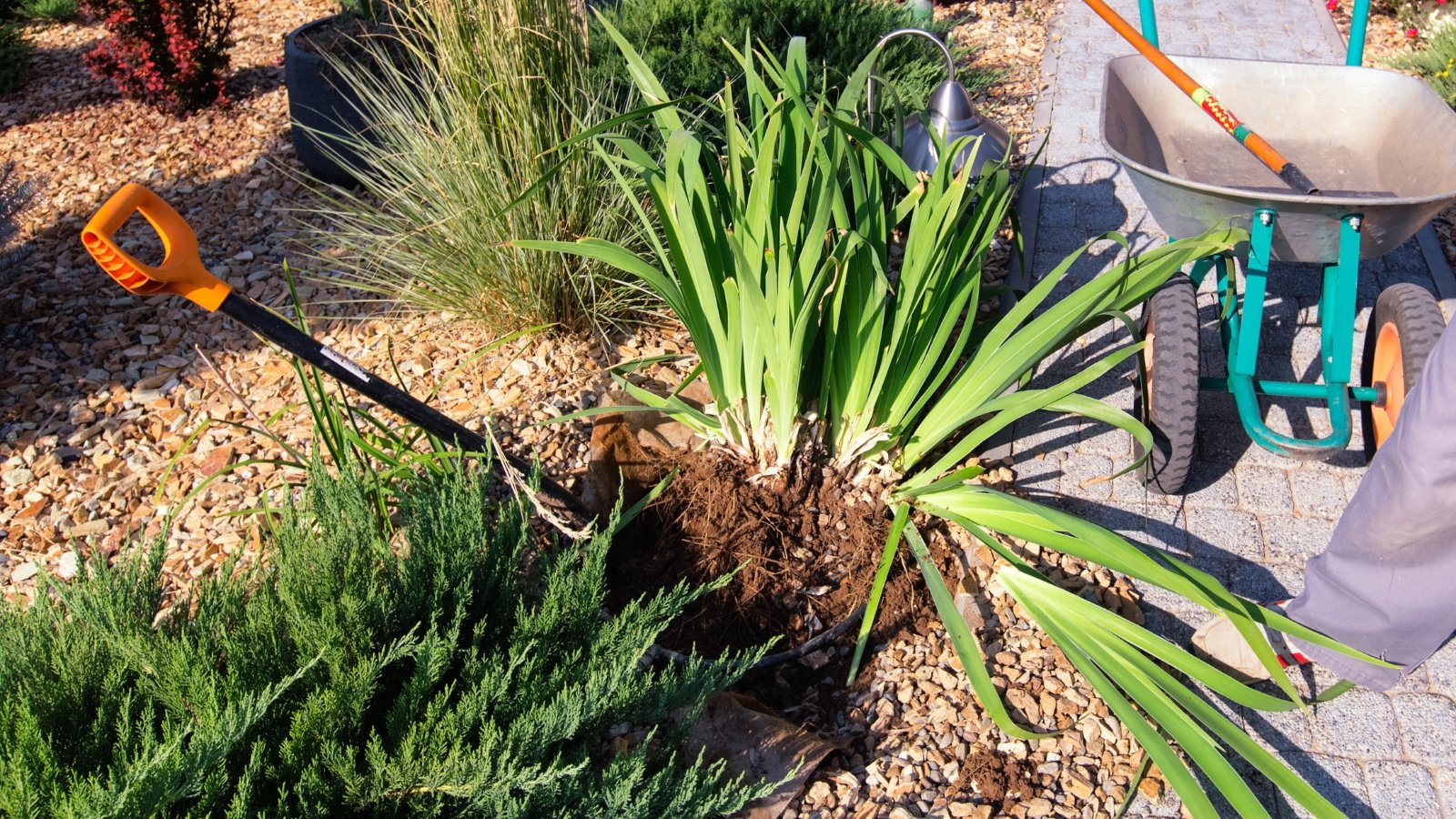 A garden fork lifting a clump of brown rhizomes with green leaves from the soil.