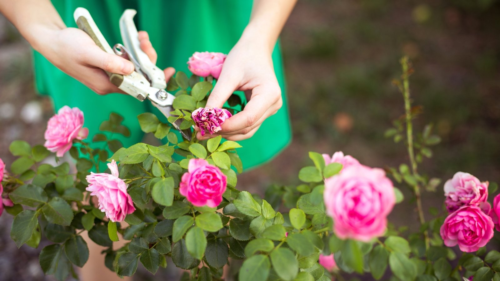 Hands snipping faded flowers from bright pink and soft red Rosa blossoms over leafy green stems.