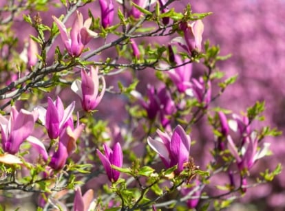 Close-up of a blooming lily magnolia tree with large, showy pink and purple flowers featuring long, narrow petals, set against smooth dark branches, with large, glossy green leaves emerging around the blooms.