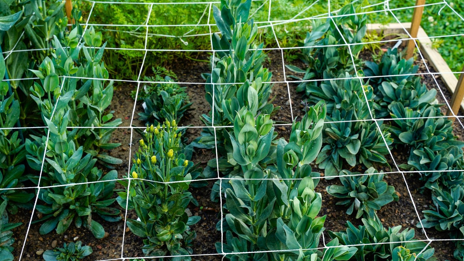 Young non-flowering Lisianthus plants growing in rows in a flowerbed under the garden netting.