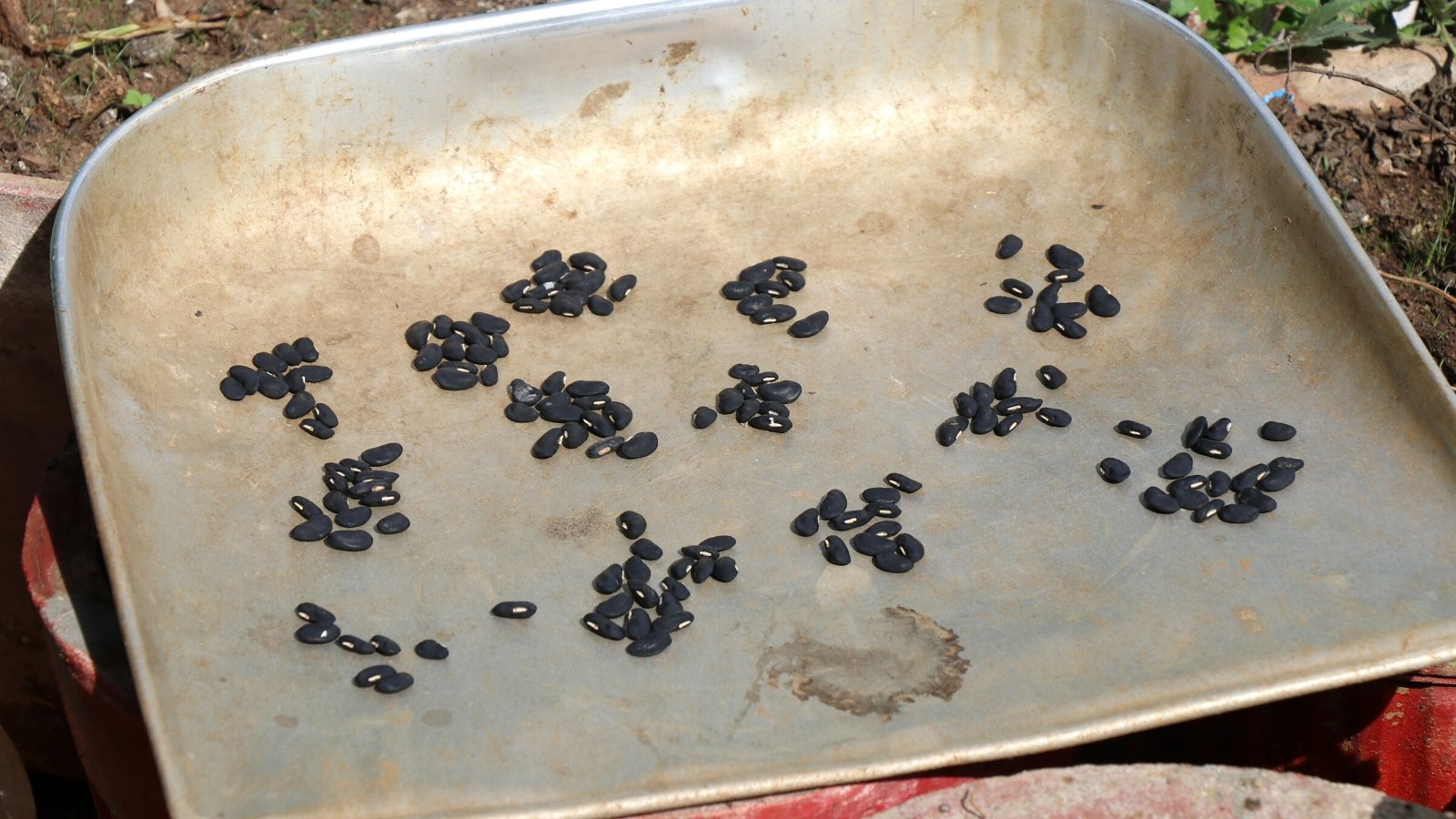 Close-up of long black bean seeds being dried in the sun on an aluminum pan, in the garden. The seeds are oval-shaped, black with a white eye. They lie in small piles on a wide aluminum pan.