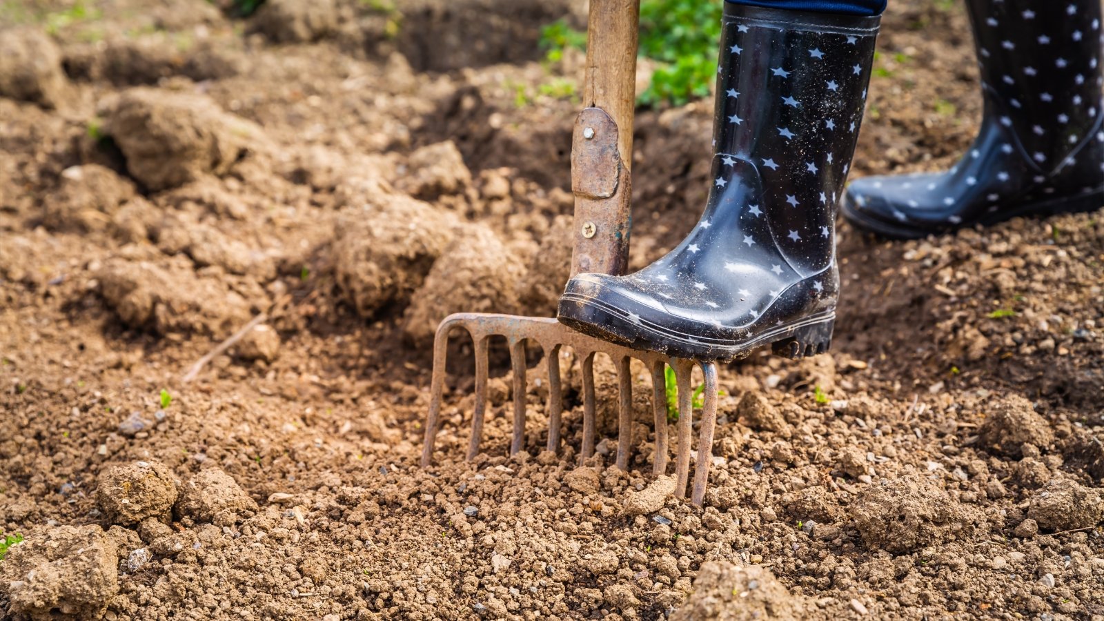 A gardener wearing black rubber boots uses a metal garden fork to break up compacted soil.