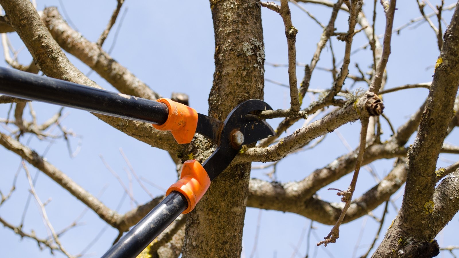 Orange-handled loppers cutting through a thick, dry branch with rough bark and no leaves.