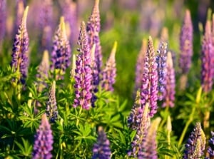 A field of flowering lupines grown from seeds with tall, spiky flower clusters in shades of purple in dense whorls along the stems, rising above palmate green leaves with slender, pointed leaflets.