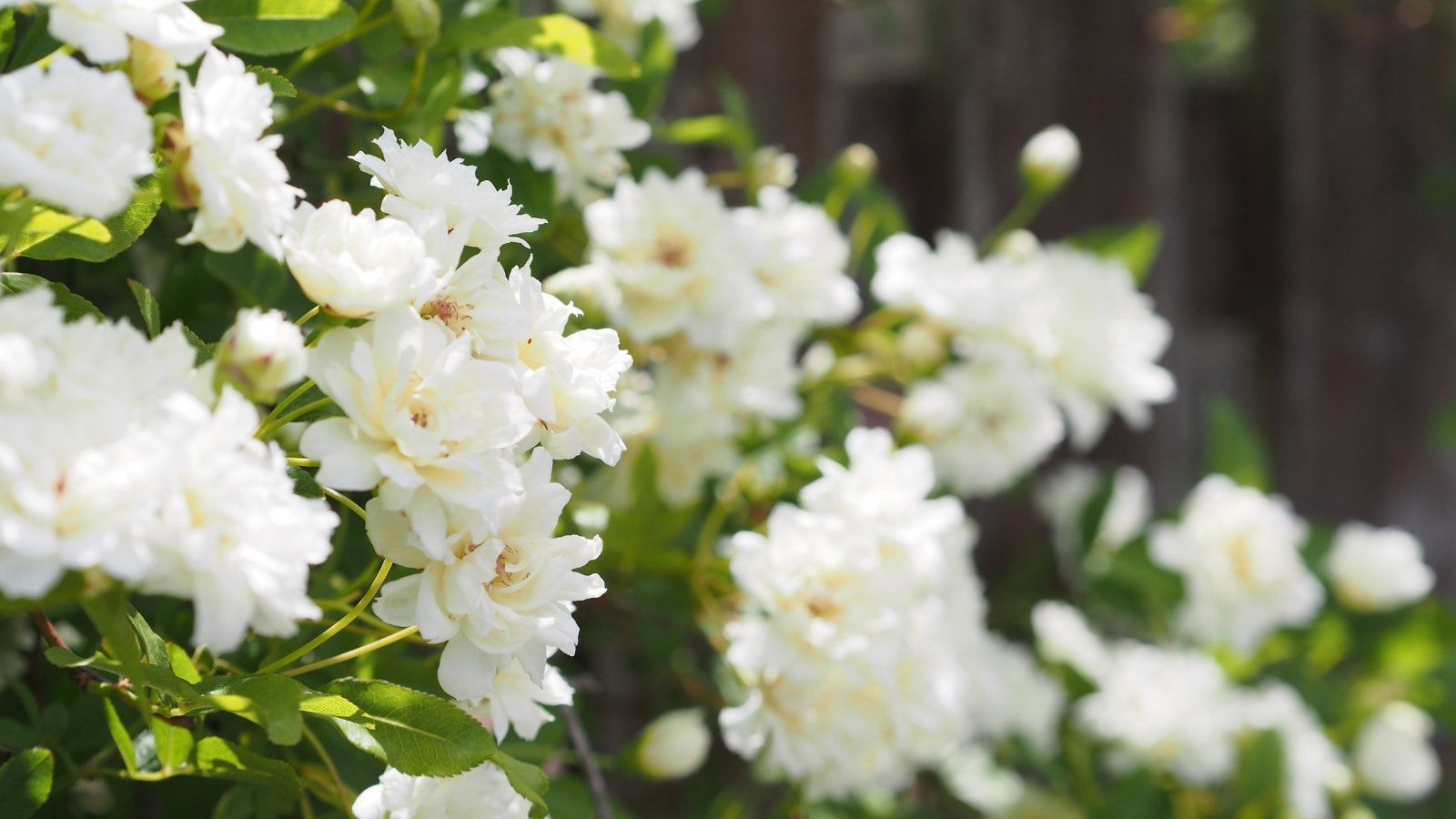 A bushy plant covered in clusters of full, white blossoms with multiple layers of soft petals.