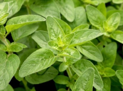 A dense cluster of bright green Origanum leaves with a slightly wrinkled texture and pointed tips.