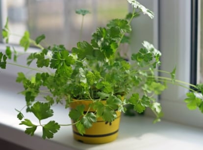 A bushy Petroselinum crispum with vibrant green, serrated leaves growing in a yellow pot on a windowsill.
