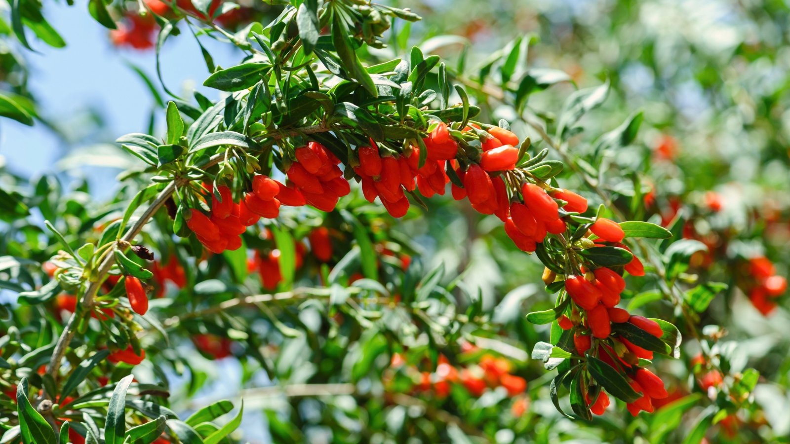 Vibrant orange-red oval-shaped berries dangle from thin, flexible branches with narrow, lance-shaped green leaves.